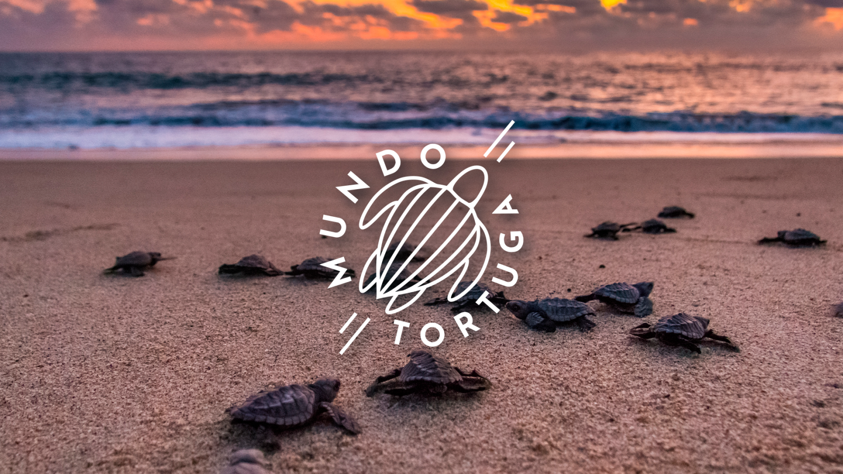 Mundo Tortuga
